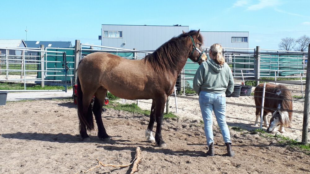 Paardencoaching Zoetermeer
